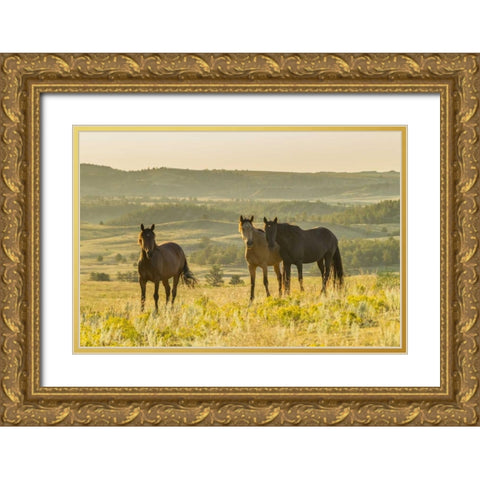 SD, Wild Horse Sanctuary Wild horses in field Gold Ornate Wood Framed Art Print with Double Matting by Illg, Cathy and Gordon