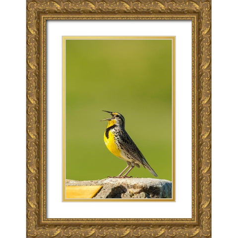 South Dakota-Custer State Park Western meadowlark singing atop rock  Gold Ornate Wood Framed Art Print with Double Matting by Jaynes Gallery