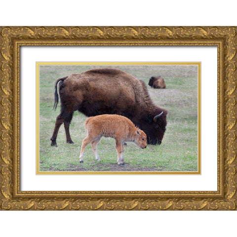 South Dakota-Custer State Park-Bison mother and calf-Bison bison Gold Ornate Wood Framed Art Print with Double Matting by Wild, Jamie and Judy