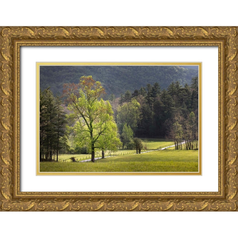 Loop road through Cades Cove passing beneath trees-Great Smoky Mountains National Park Gold Ornate Wood Framed Art Print with Double Matting by Jones, Adam