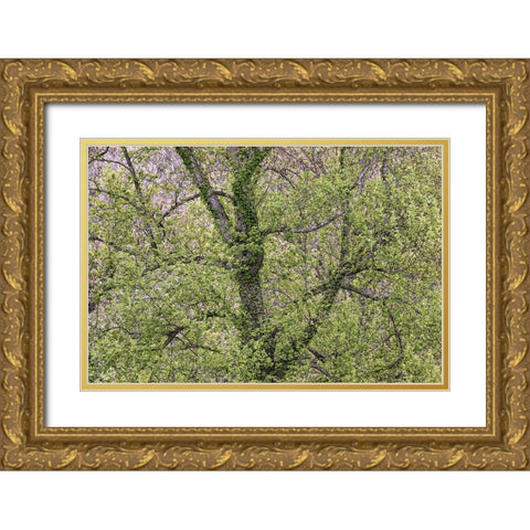 Pattern of spring leaves and tree branches-Cades Cove-Great Smoky Mountains National Park-Tennessee Gold Ornate Wood Framed Art Print with Double Matting by Jones, Adam