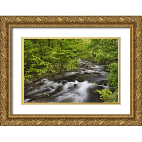 Spring view of forest along Middle Prong of Little Pigeon River-Great Smoky Mountains National Park Gold Ornate Wood Framed Art Print with Double Matting by Jones, Adam