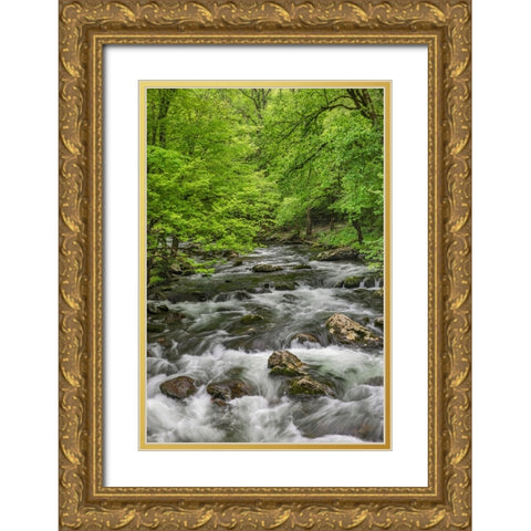 Spring view of forest along Middle Prong of Little Pigeon River-Great Smoky Mountains National Park Gold Ornate Wood Framed Art Print with Double Matting by Jones, Adam