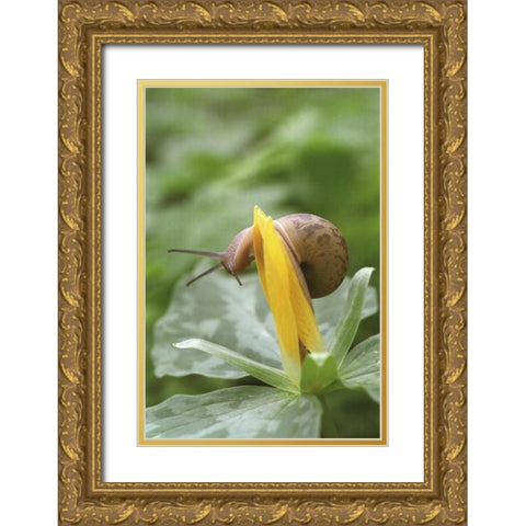 TN, Great Smoky Mts Snail on trillium flower Gold Ornate Wood Framed Art Print with Double Matting by Paulson, Don