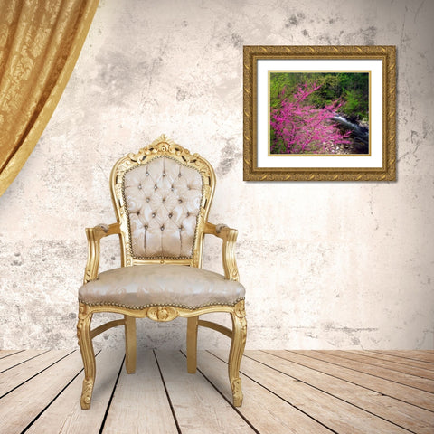 TN, Great Smoky Mountain Redbuds in the forest Gold Ornate Wood Framed Art Print with Double Matting by Talbot Frank, Christopher