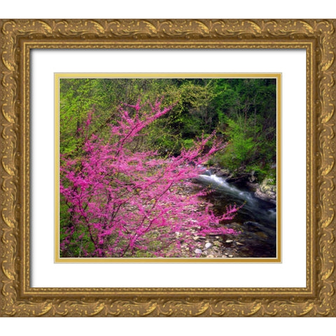 TN, Great Smoky Mountain Redbuds in the forest Gold Ornate Wood Framed Art Print with Double Matting by Talbot Frank, Christopher
