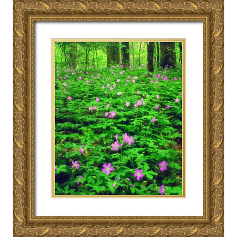TN, Great Smoky Mts NP Flowers in the forest Gold Ornate Wood Framed Art Print with Double Matting by Talbot Frank, Christopher