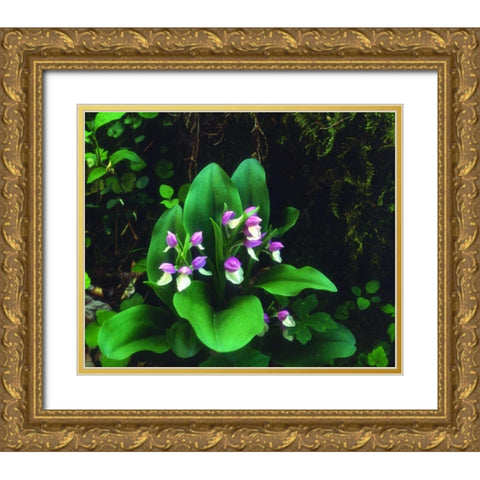 TN, Showy Orchis in Great Smoky Mountain NP Gold Ornate Wood Framed Art Print with Double Matting by Talbot Frank, Christopher