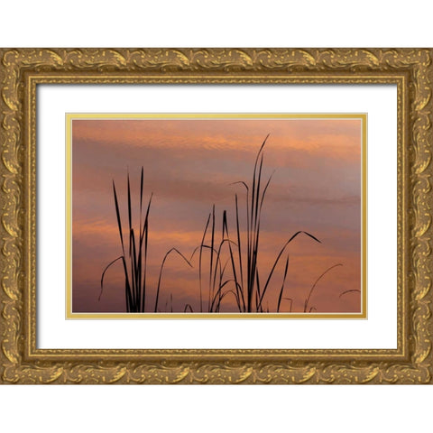 TN, Falls Creek Falls SP Sunrise on cattails Gold Ornate Wood Framed Art Print with Double Matting by Paulson, Don
