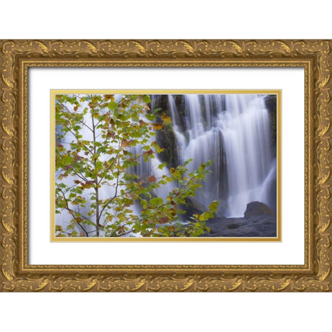 USA, Tennessee Maple tree and Bald Creek Falls Gold Ornate Wood Framed Art Print with Double Matting by Paulson, Don