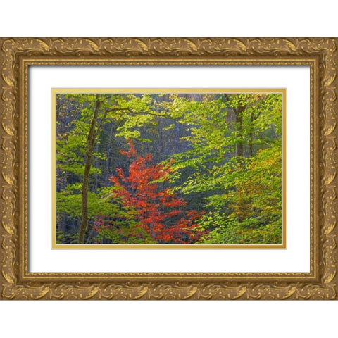 Tennessee Autumn foliage in Cherokee NF Gold Ornate Wood Framed Art Print with Double Matting by Paulson, Don