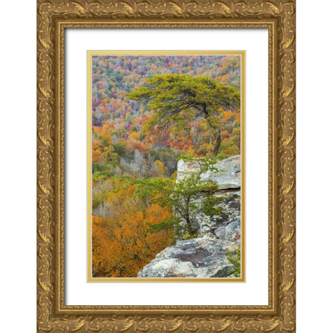 TN, Fall Creek Falls SP Buzzards Roost Gold Ornate Wood Framed Art Print with Double Matting by Paulson, Don