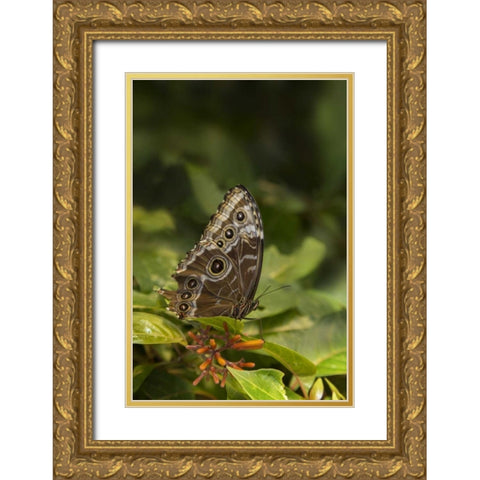 Tennessee, Chattanooga Giant owl butterfly Gold Ornate Wood Framed Art Print with Double Matting by Grall, Don