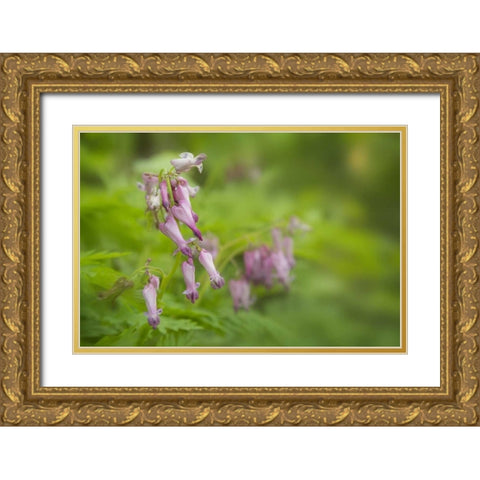 TN, Great Smoky Mts Bleeding heart in Cades Cove Gold Ornate Wood Framed Art Print with Double Matting by Grall, Don