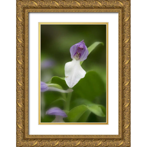 Tennessee, Great Smoky Mts Showy orchis orchid Gold Ornate Wood Framed Art Print with Double Matting by Grall, Don
