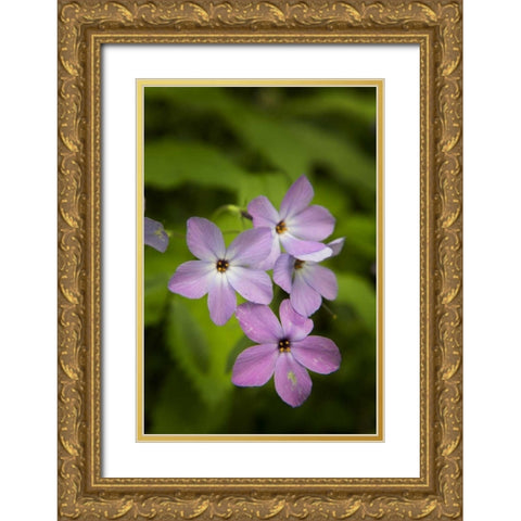 Tennessee, Great Smoky Mts Blue phlox flower Gold Ornate Wood Framed Art Print with Double Matting by Grall, Don