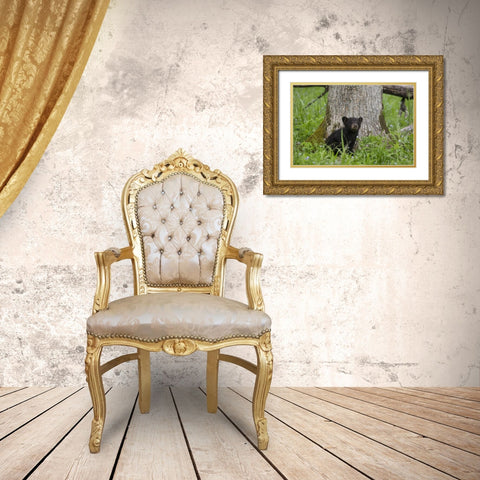 TN, Great Smoky Mts Black bear cub next to tree Gold Ornate Wood Framed Art Print with Double Matting by Grall, Don