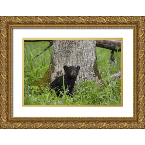 TN, Great Smoky Mts Black bear cub next to tree Gold Ornate Wood Framed Art Print with Double Matting by Grall, Don
