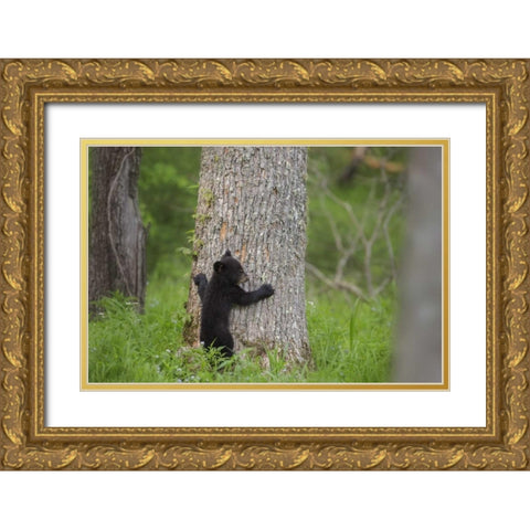 TN, Great Smoky Mts Black bear cub climbing Gold Ornate Wood Framed Art Print with Double Matting by Grall, Don