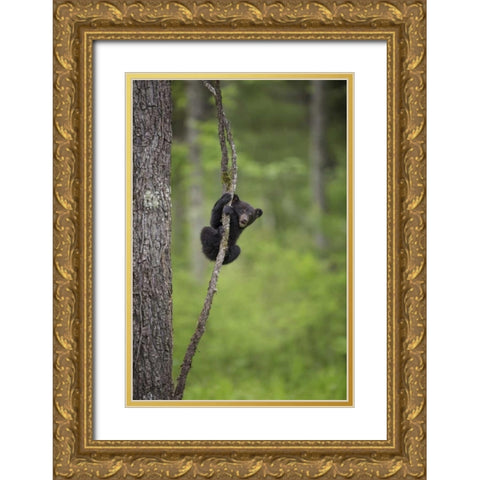 Tennessee Black bear cub playing on tree limb Gold Ornate Wood Framed Art Print with Double Matting by Grall, Don