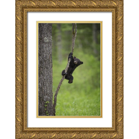Tennessee Black bear cub playing on tree limb Gold Ornate Wood Framed Art Print with Double Matting by Grall, Don