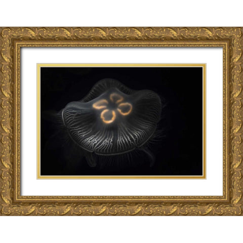 Tennessee, Chattanooga Moon jellyfish Gold Ornate Wood Framed Art Print with Double Matting by Grall, Don