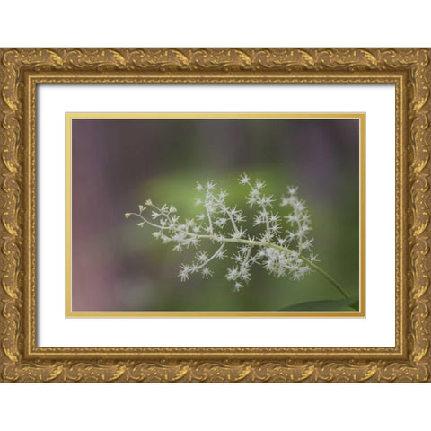 TN, Great Smoky Mts False Solomons seal flowers Gold Ornate Wood Framed Art Print with Double Matting by Grall, Don