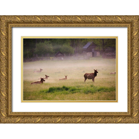 Tennessee Elk in foggy field at Great Smoky Mountains National Park Gold Ornate Wood Framed Art Print with Double Matting by Wells, Joanne