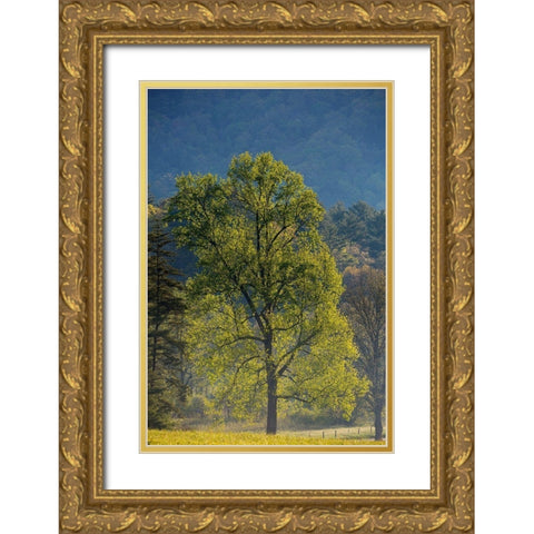 Tennessee Tree in morning light in field at Cades Cove Gold Ornate Wood Framed Art Print with Double Matting by Wells, Joanne