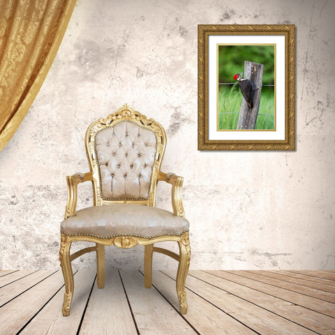 Pileated Woodpecker (Dryocopus pileatus)-Great Smoky Mountains National Park-Tennessee Gold Ornate Wood Framed Art Print with Double Matting by Day, Richard and Susan