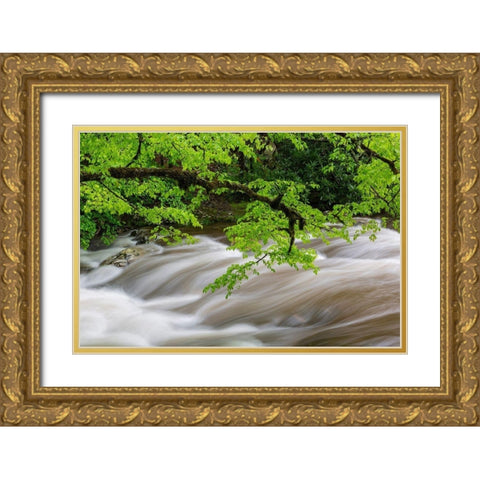 Middle Prong Little River in spring-Great Smoky Mountains National Park-Tennessee Gold Ornate Wood Framed Art Print with Double Matting by Day, Richard and Susan