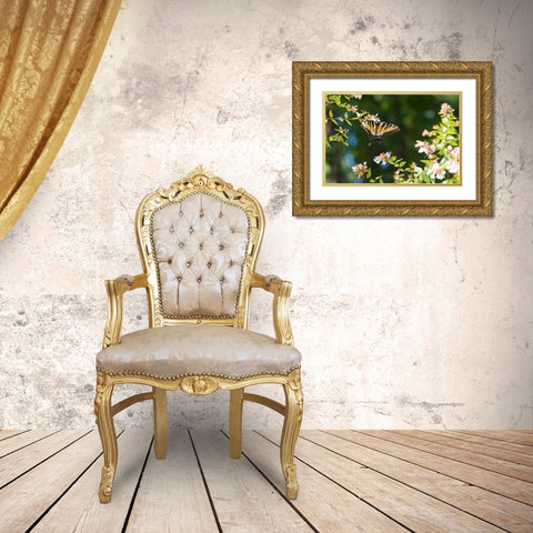Tennessee Eastern Tiger Swallowtail gathers nectar on glossy abelia flowers Gold Ornate Wood Framed Art Print with Double Matting by Drury, Trish