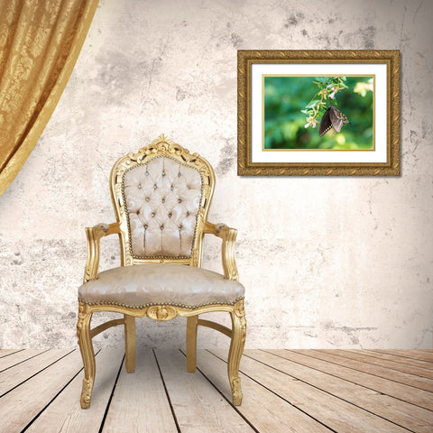 Tennessee Spicebush Swallowtail (Papilio troilus) on glossy abelia Gold Ornate Wood Framed Art Print with Double Matting by Drury, Trish