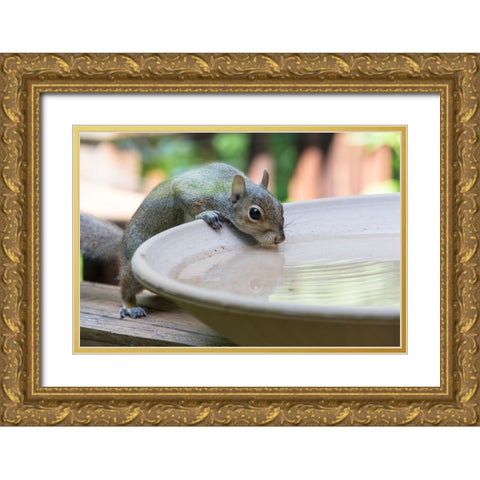 USA-Tennessee Eastern gray squirrel drinks at bird bath reflected in water Gold Ornate Wood Framed Art Print with Double Matting by Drury, Trish
