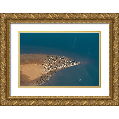 USA-Tennessee White pelicans and cormorants creating patterns Gold Ornate Wood Framed Art Print with Double Matting by Drury, Trish