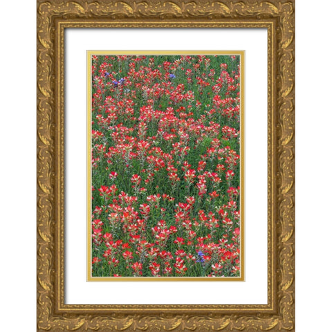 Meadow of red Texas Paintbrush and Purple-head Sneezeweed and Spiderwort flowers Gold Ornate Wood Framed Art Print with Double Matting by Jones, Adam