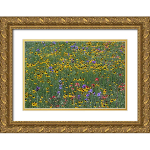 Meadow of red Texas Paintbrush and Purple-head Sneezeweed and Spiderwort flowers Gold Ornate Wood Framed Art Print with Double Matting by Jones, Adam