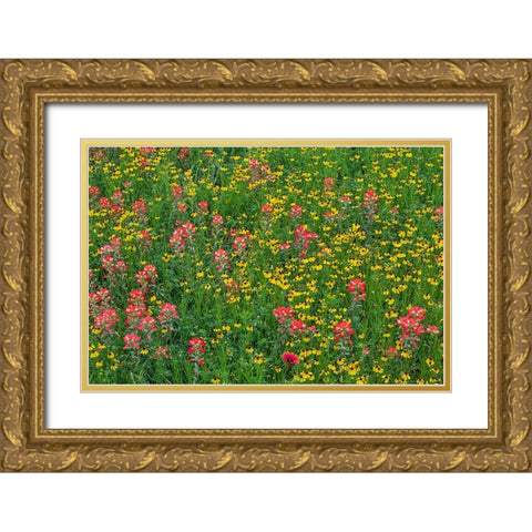 Meadow of red Texas Paintbrush and Purple-head Sneezeweed-Texas hill country-near Marble Falls Gold Ornate Wood Framed Art Print with Double Matting by Jones, Adam