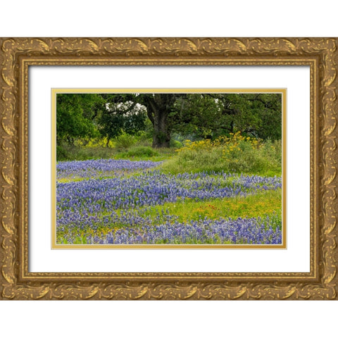 Texas bluebonnets-blanket flower and live oak in meadow-Texas Hill Country-near Marble Falls-Texas Gold Ornate Wood Framed Art Print with Double Matting by Jones, Adam