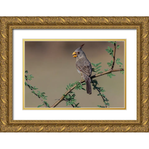 Pyrrhuloxia-Rio Grande Valley-Texas Gold Ornate Wood Framed Art Print with Double Matting by Jones, Adam