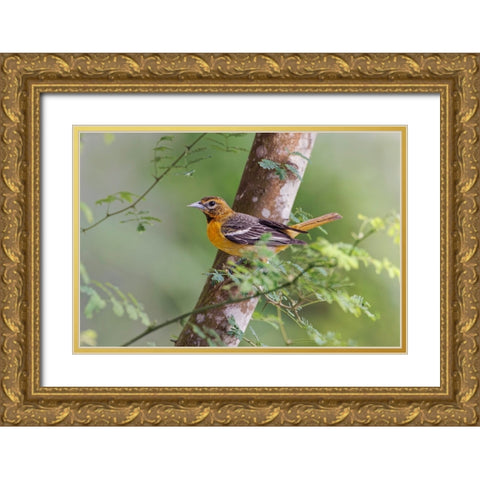Female Orchard oriole-South Padre Island-Texas Gold Ornate Wood Framed Art Print with Double Matting by Jones, Adam