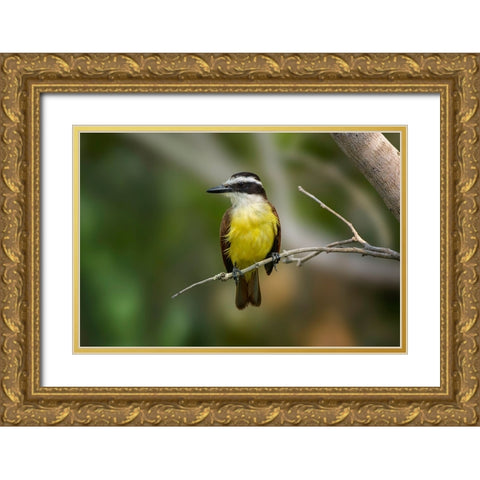 Great kiskadee-South Padre Island-Texas Gold Ornate Wood Framed Art Print with Double Matting by Jones, Adam