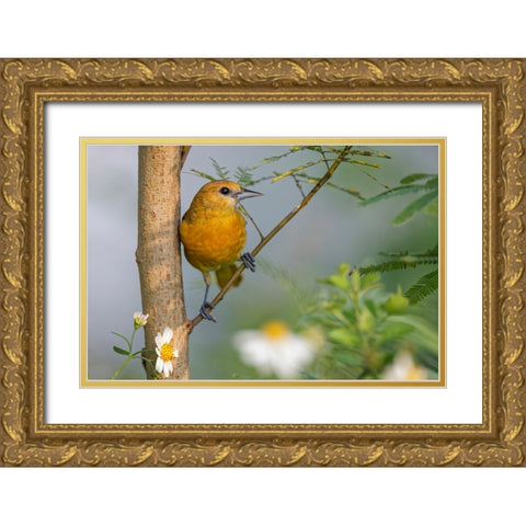 Female Orchard oriole-South Padre Island-Texas Gold Ornate Wood Framed Art Print with Double Matting by Jones, Adam