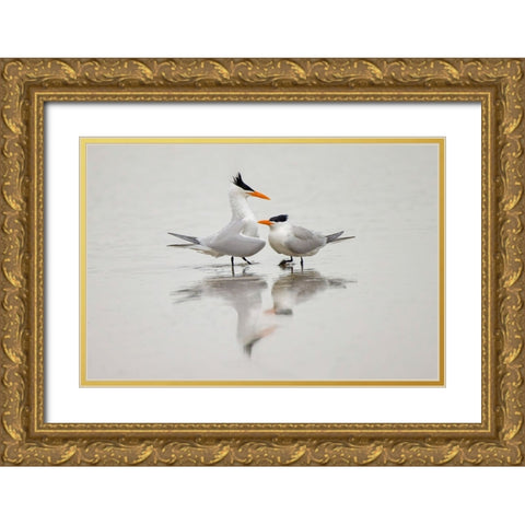 Royal terns in courtship display-South Padre Island-Texas Gold Ornate Wood Framed Art Print with Double Matting by Jones, Adam