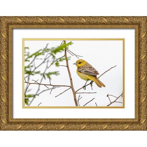 Female Northern oriole-Icterus galbula-Baltimore oriole-South Padre Island-Texas Gold Ornate Wood Framed Art Print with Double Matting by Jones, Adam