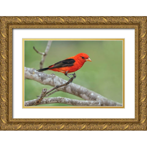 Scarlet tanager-Rio Grande Valley-Texas Gold Ornate Wood Framed Art Print with Double Matting by Jones, Adam