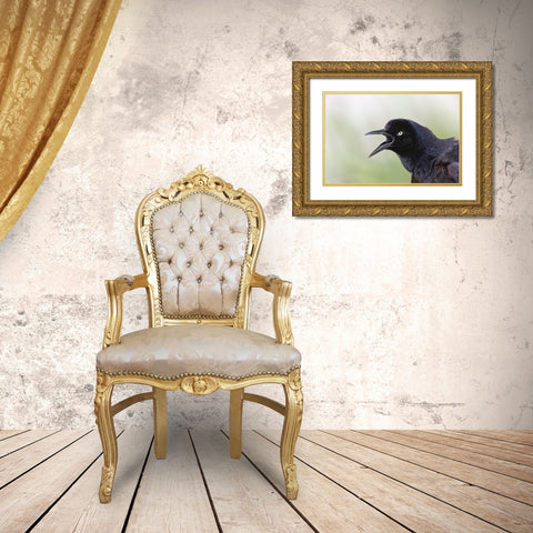 Great-tailed Grackle close-up-South Padre Island-Texas Gold Ornate Wood Framed Art Print with Double Matting by Jones, Adam
