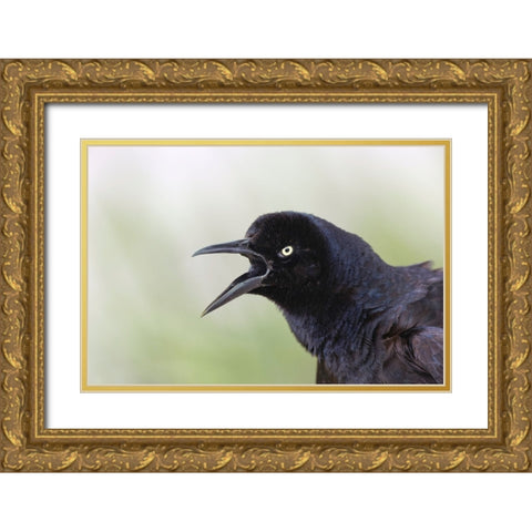 Great-tailed Grackle close-up-South Padre Island-Texas Gold Ornate Wood Framed Art Print with Double Matting by Jones, Adam