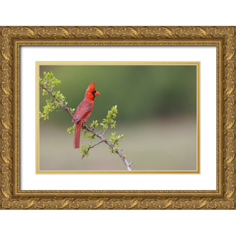 Male Northern Cardinal Rio Grande Valley-Texas Gold Ornate Wood Framed Art Print with Double Matting by Jones, Adam