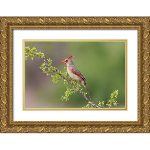 Female Northern Cardinal Rio Grande Valley-Texas Gold Ornate Wood Framed Art Print with Double Matting by Jones, Adam